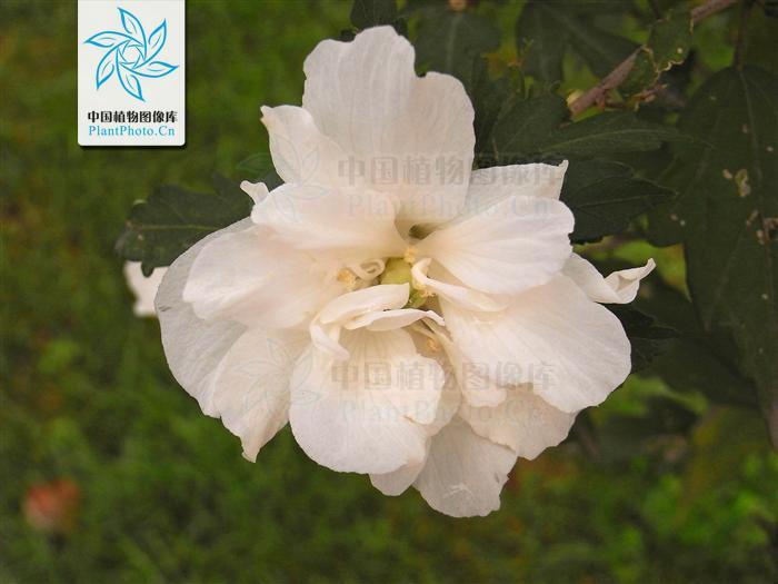 白花重瓣木槿 花期7-10月