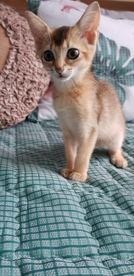 姜丹尼尔 猫 哦里