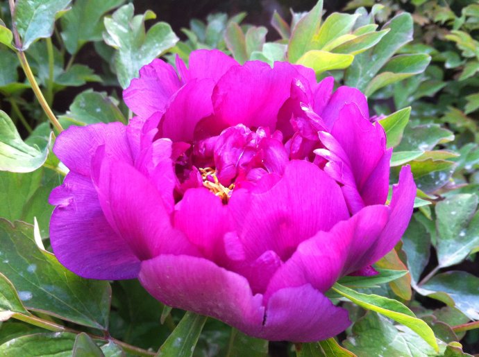 葛巾紫牡丹 花期5月