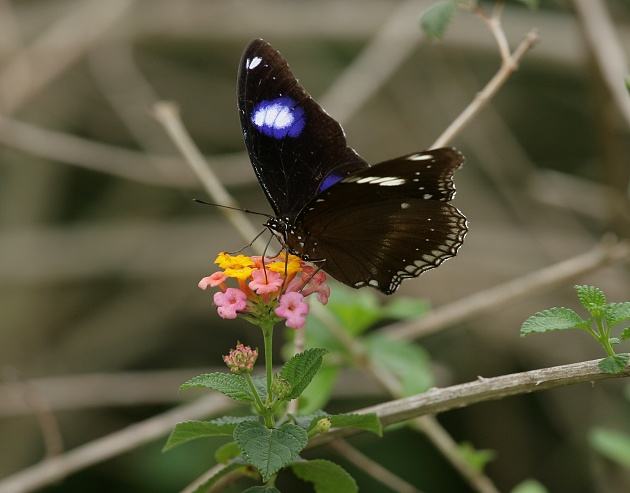 幻紫斑蛱蝶(幻蛱蝶,琉球紫蛱蝶 hypolimnas bolina(linnaeus 图源