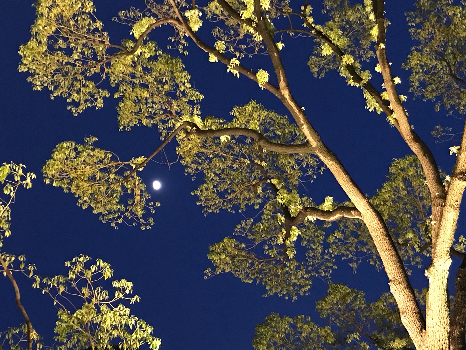 树和傍晚的夜空
