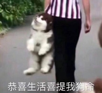 狗狗表情包