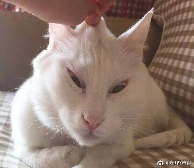 猫表情包可爱