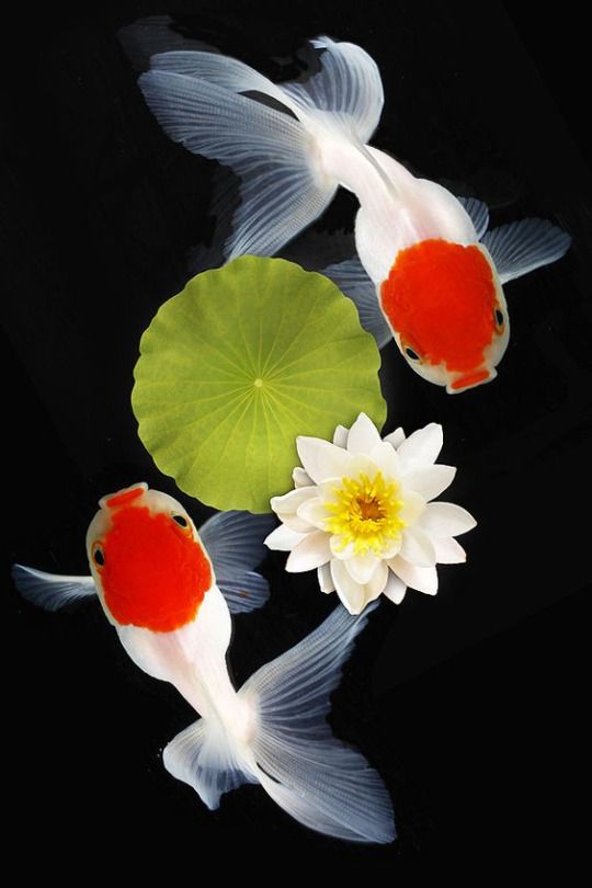 莲鱼