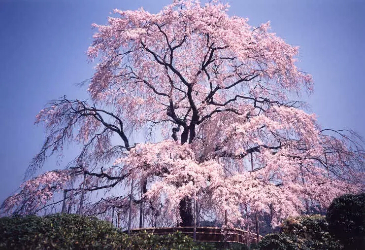 垂樱树图片