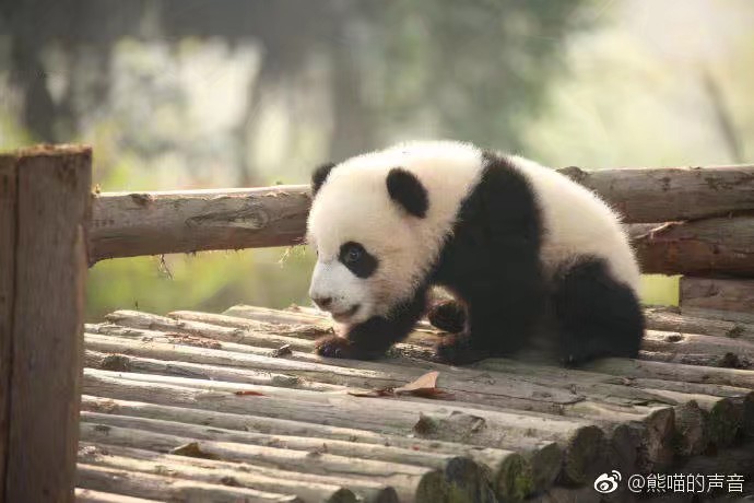 什么猫?大熊猫