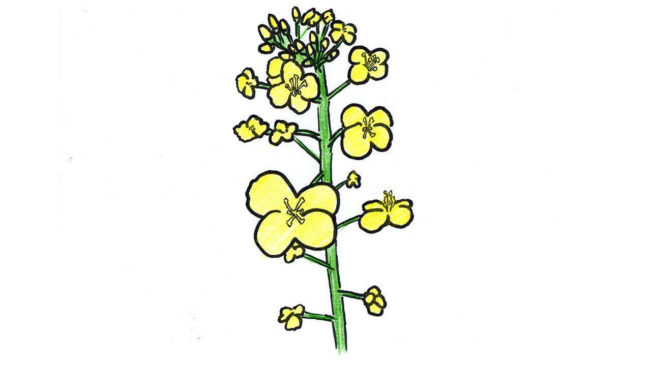 油菜花 