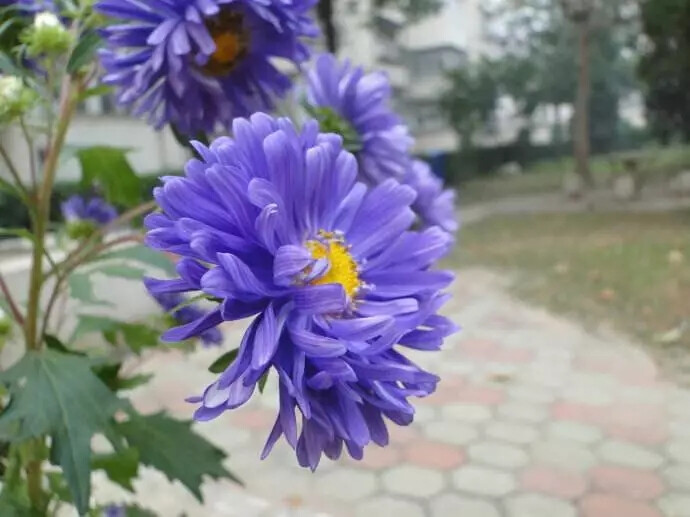 蓝色翠菊