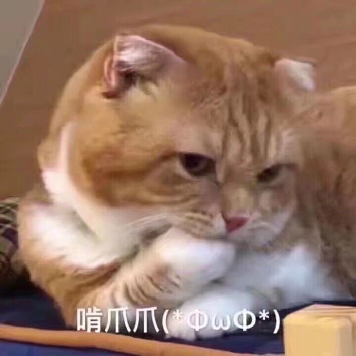 萌萌的小猫表情包,楼楼 /bobi酱 /萌萌 /瓜皮/ 仲二楼 /美锅 /咖喱