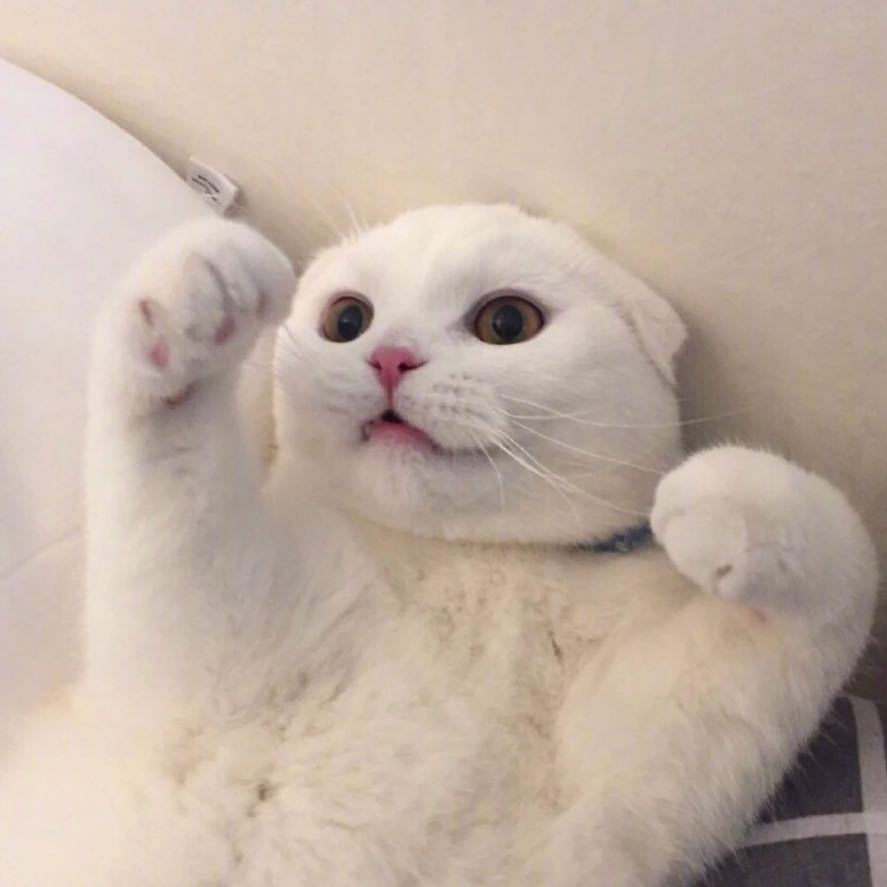 萌萌的小猫表情包,楼楼 /bobi酱 /萌萌 /瓜皮/ 仲二楼 /美锅 /咖喱