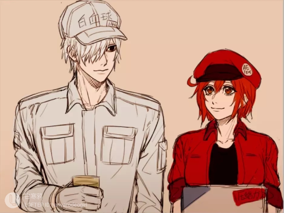 工作细胞ー白赤