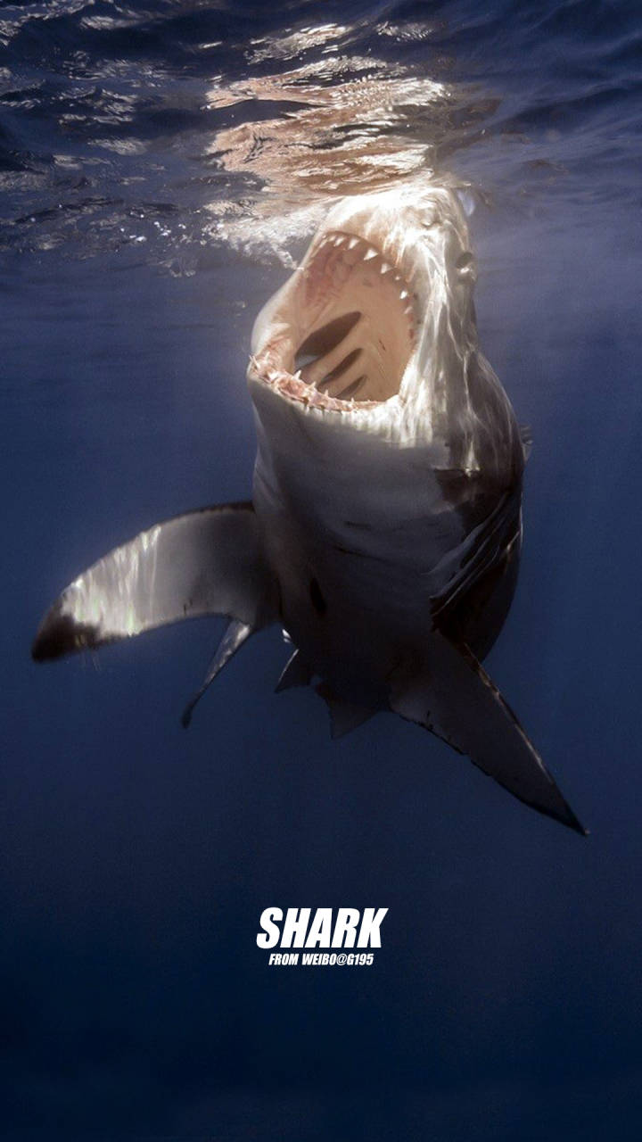 鲨鱼背景图高清图片