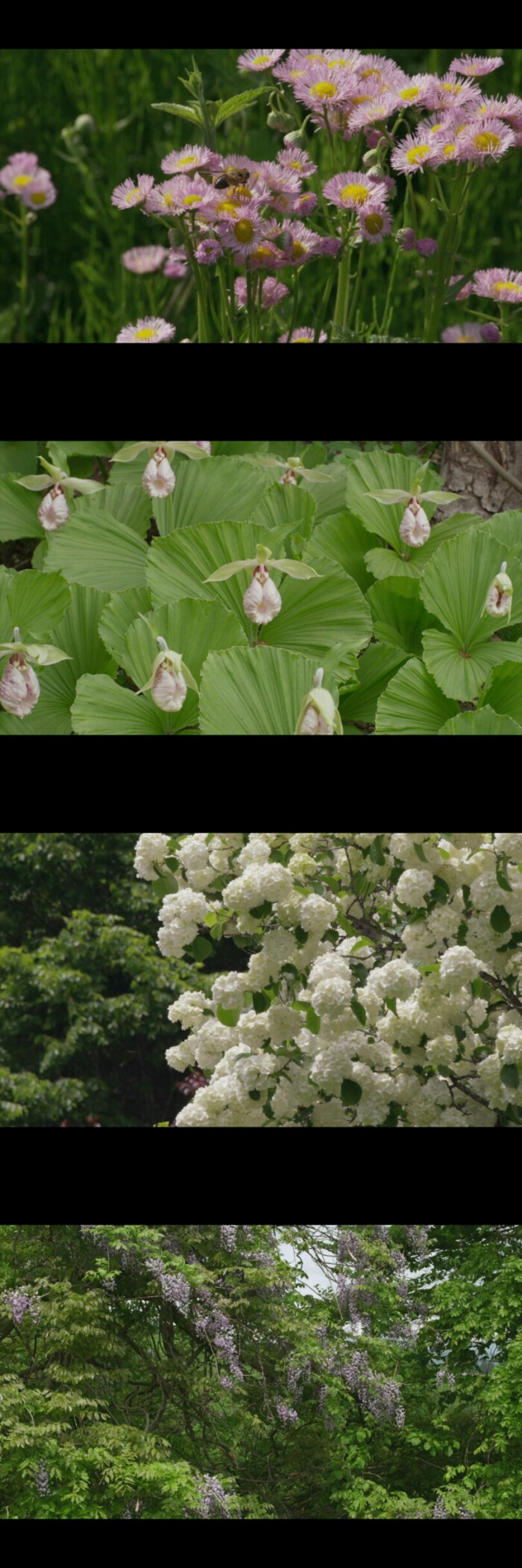 电影《小森林》