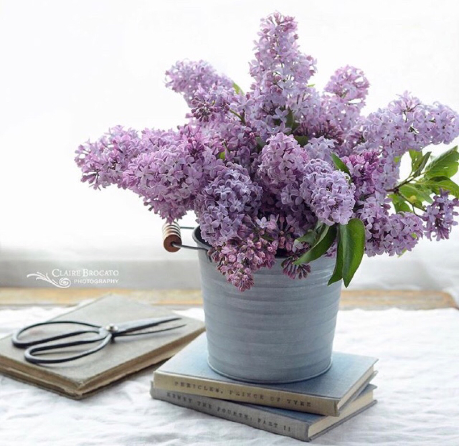 紫丁香盆景造型图片图片