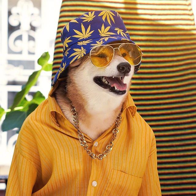 造型百变的汪星人bodhi ins:mensweardog