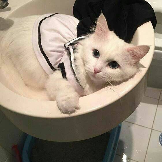 社会猫 