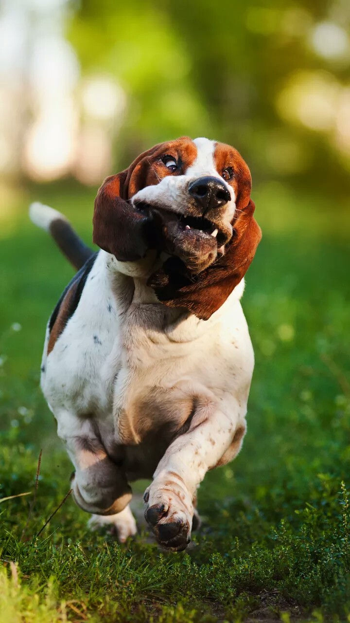 巴吉度猎犬守护神图片