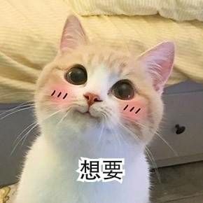 猫咪表情包