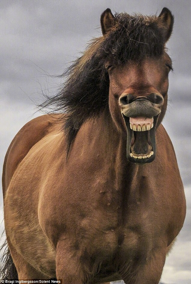 冰岛一匹表情很丰富的马,笑得很喜庆,还会吐舌头略略略,全脸都是戏了
