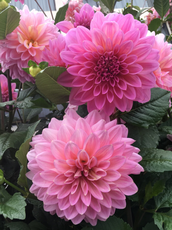 大丽花 