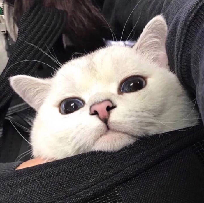 社会猫 