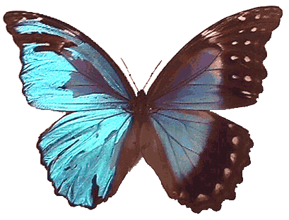 阴阳蝶标本图片