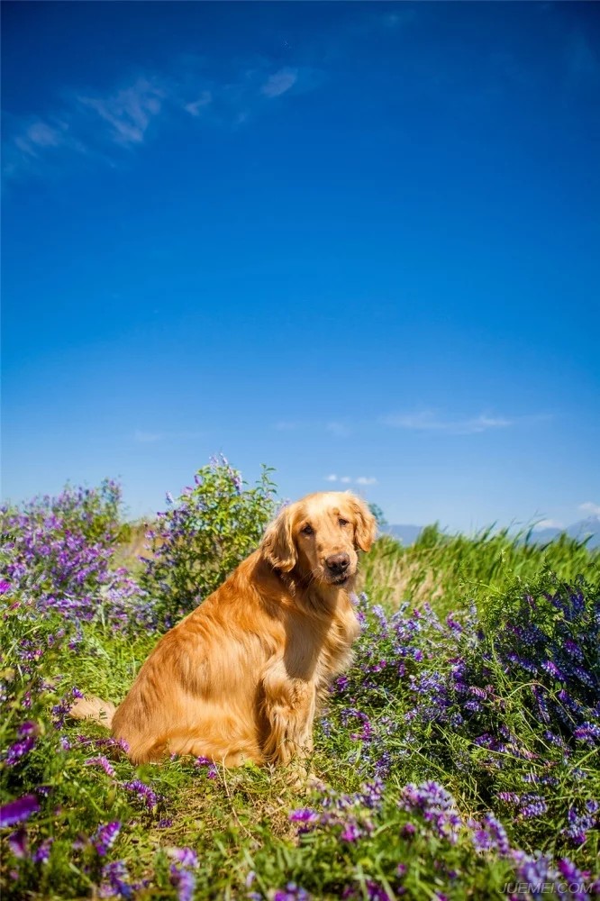 金毛犬