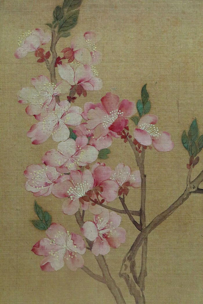 上海博物馆 清 恽寿平 花卉册之杏花"…-堆糖,美好生活研究所