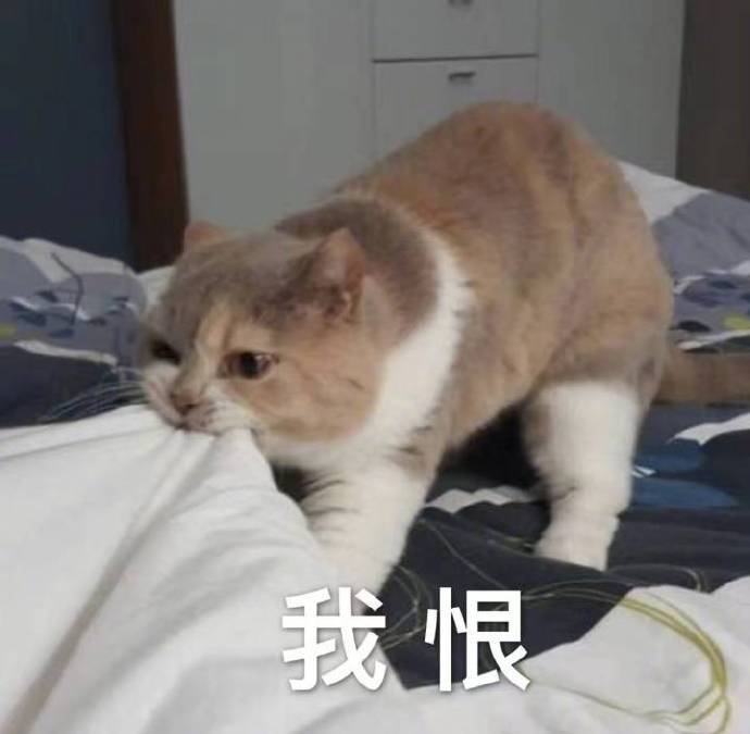 一组超可爱的小喵喵表情包