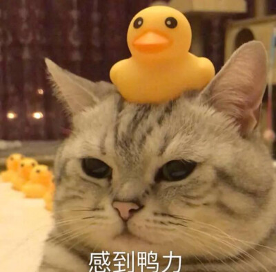 表情包