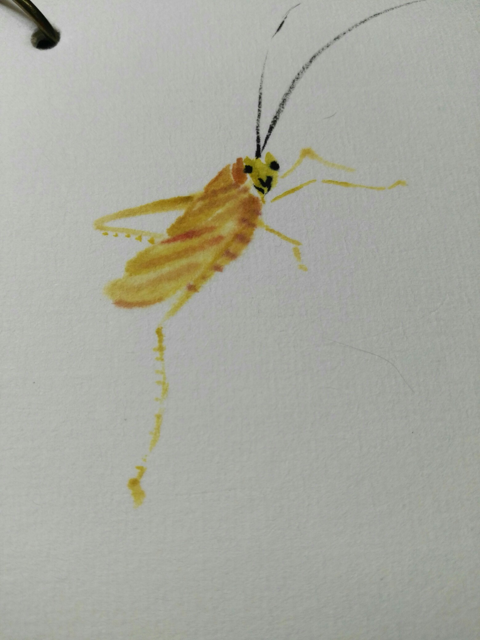 《写意草虫》