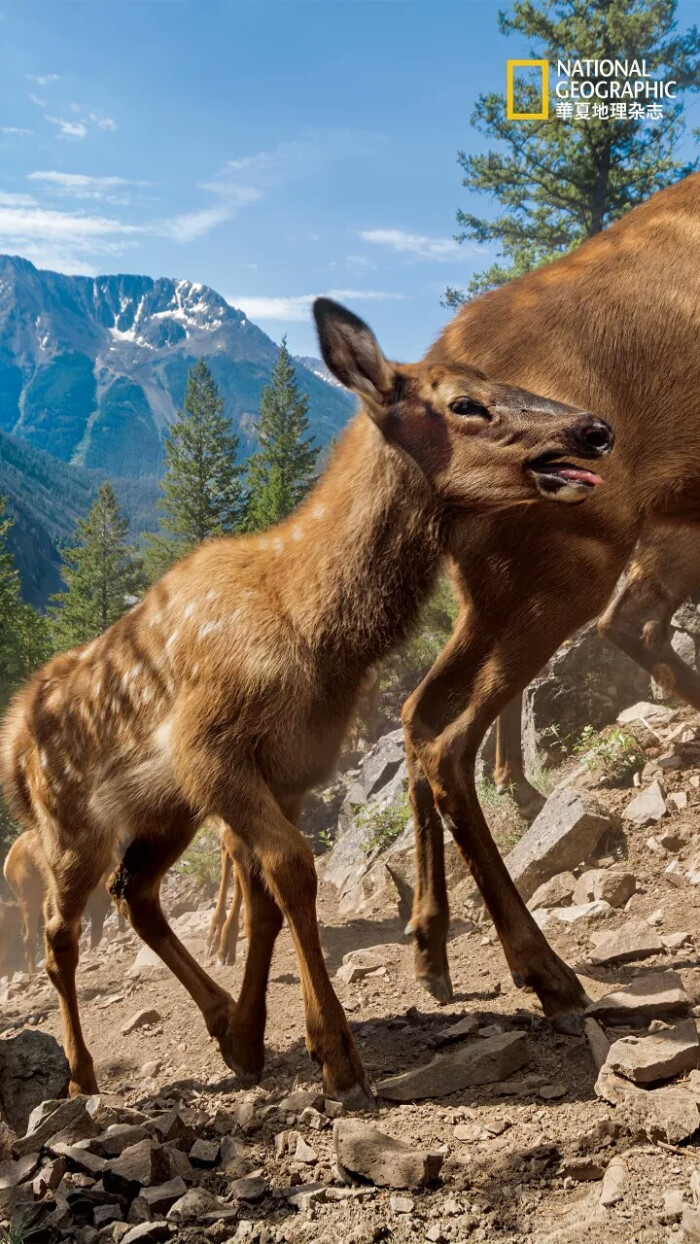 加拿大的动物国宝图片