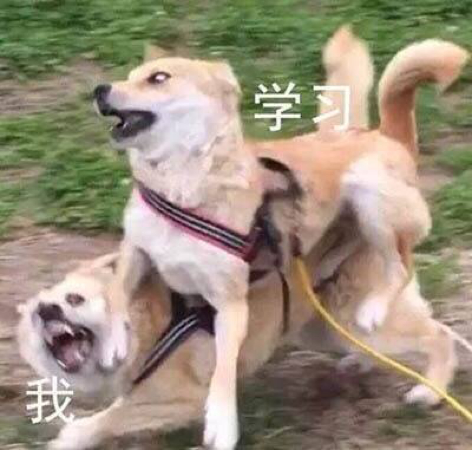 生活终于对我下手了表情包