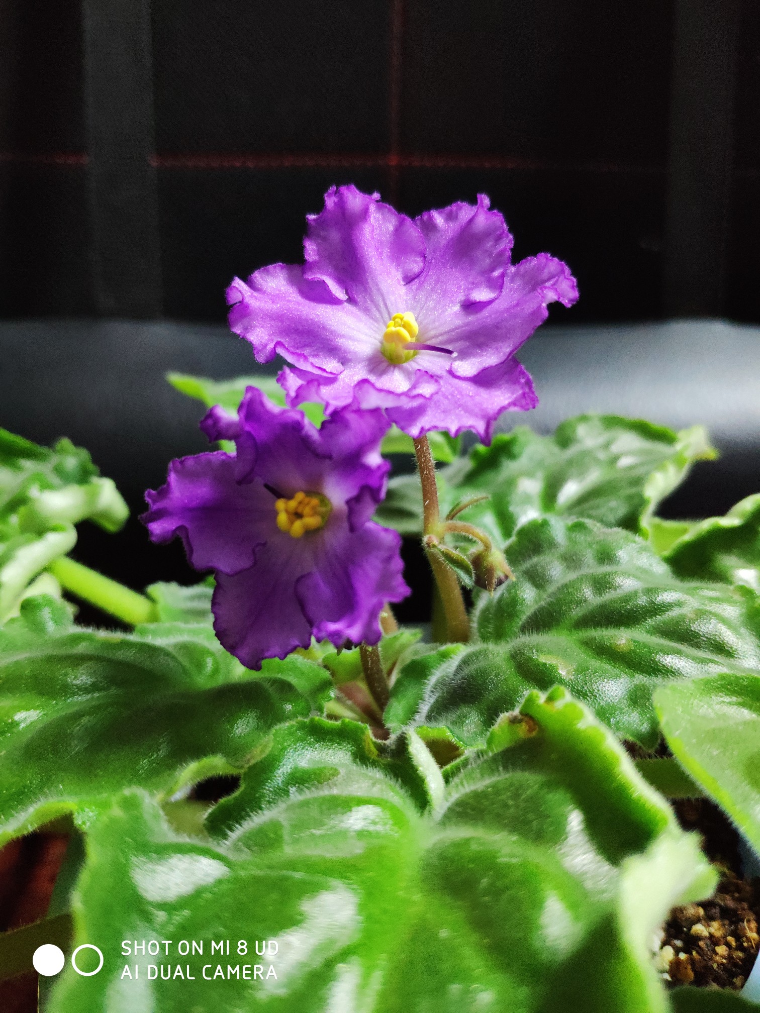 非洲堇,非洲紫罗兰