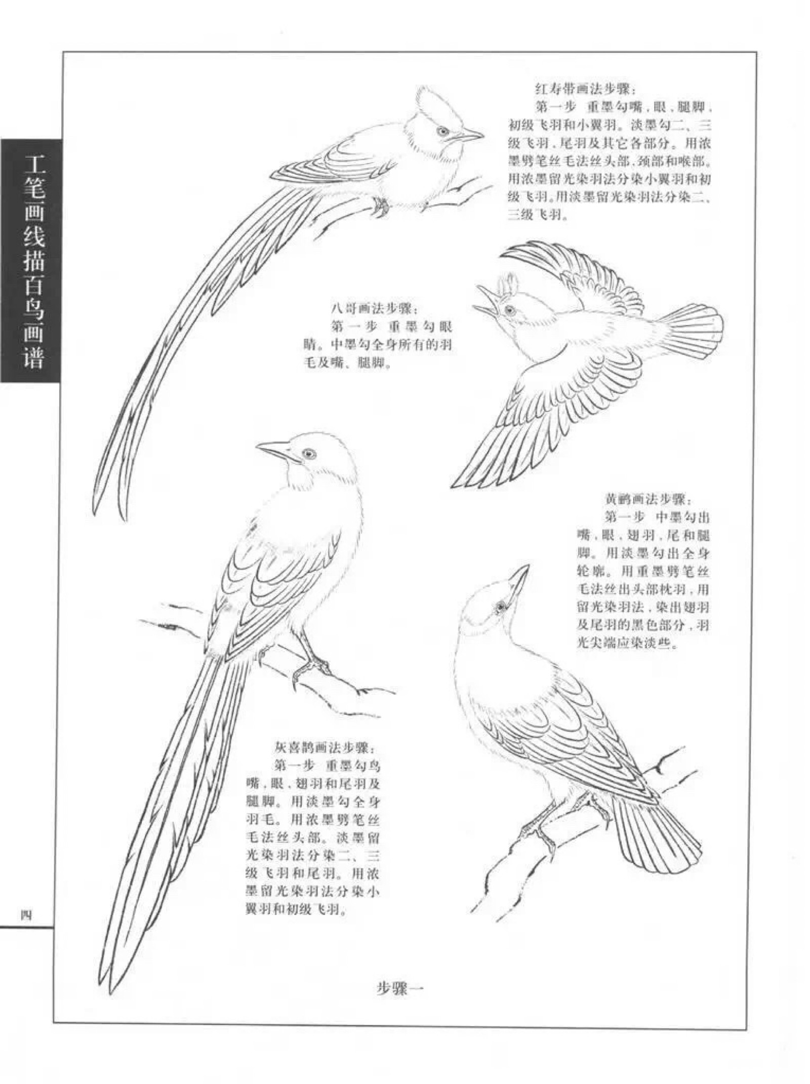 各种鸟的画法图片