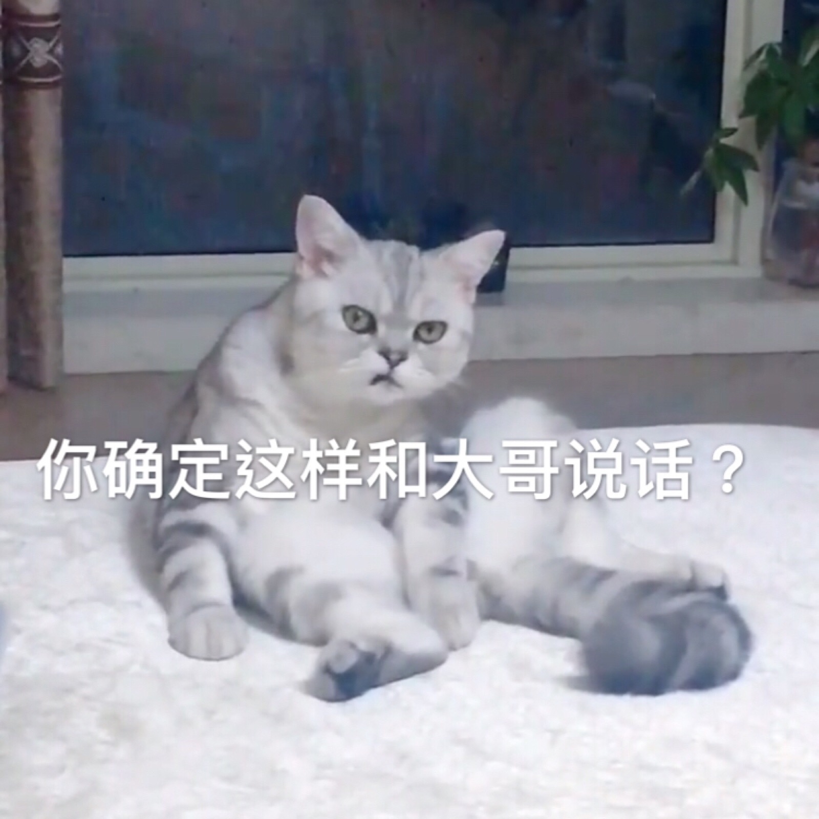 很凶 猫表情包
