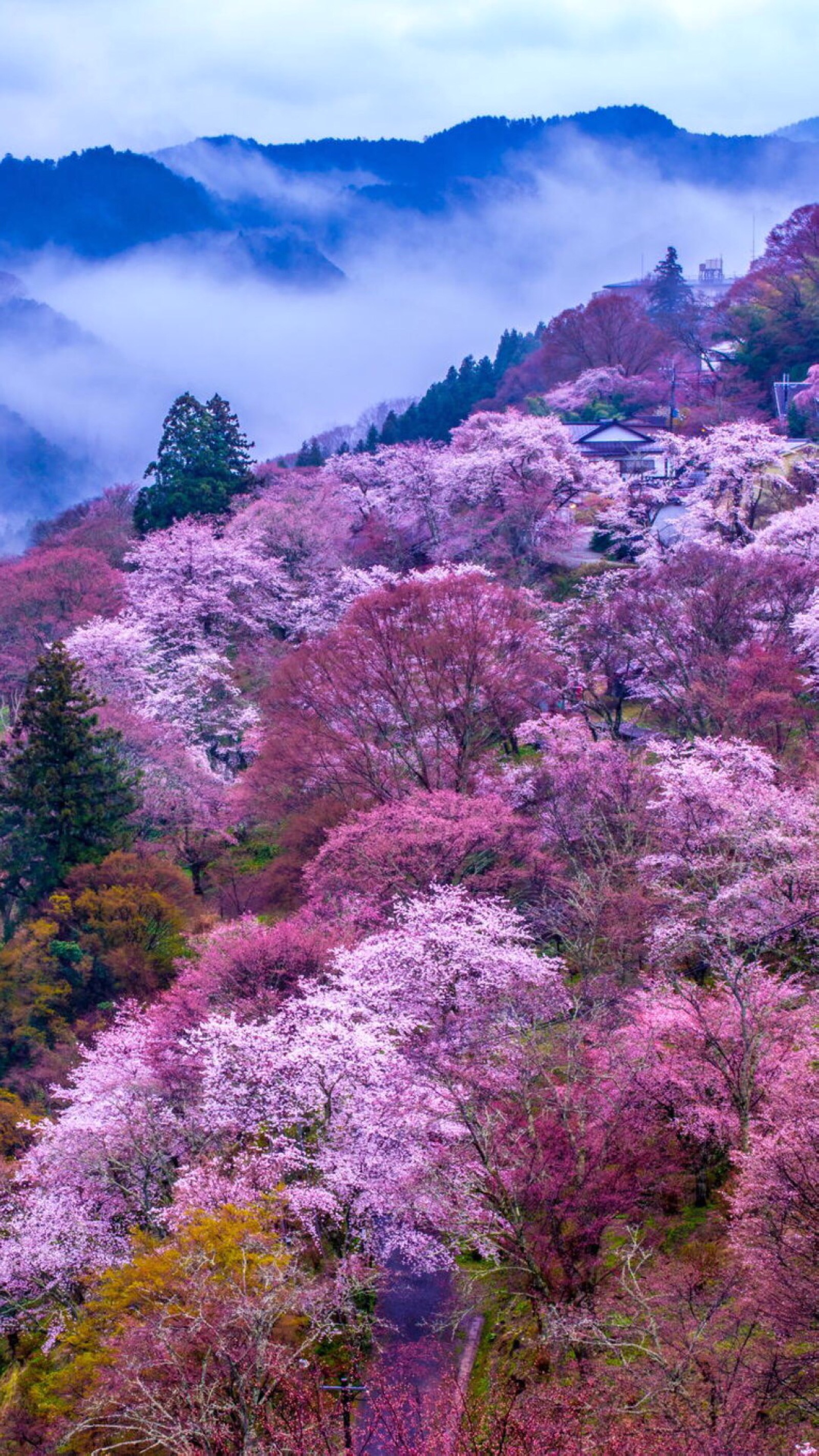 手机壁纸花草 山水图片