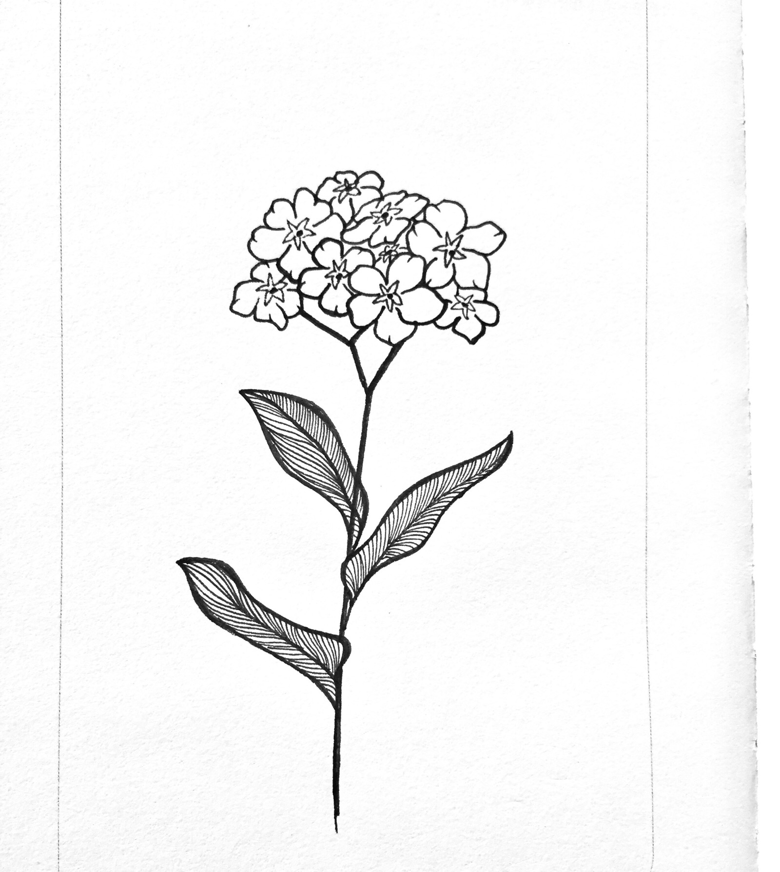 以花朵为主题的黑白画图片