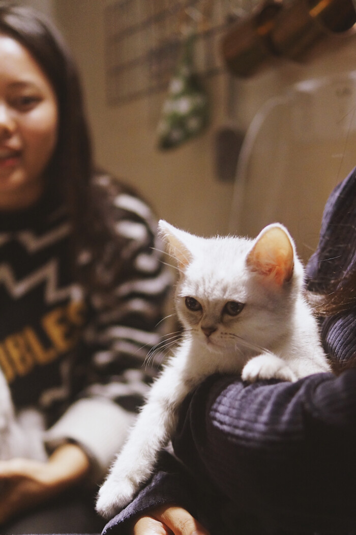玩球球,猫的日常娱乐