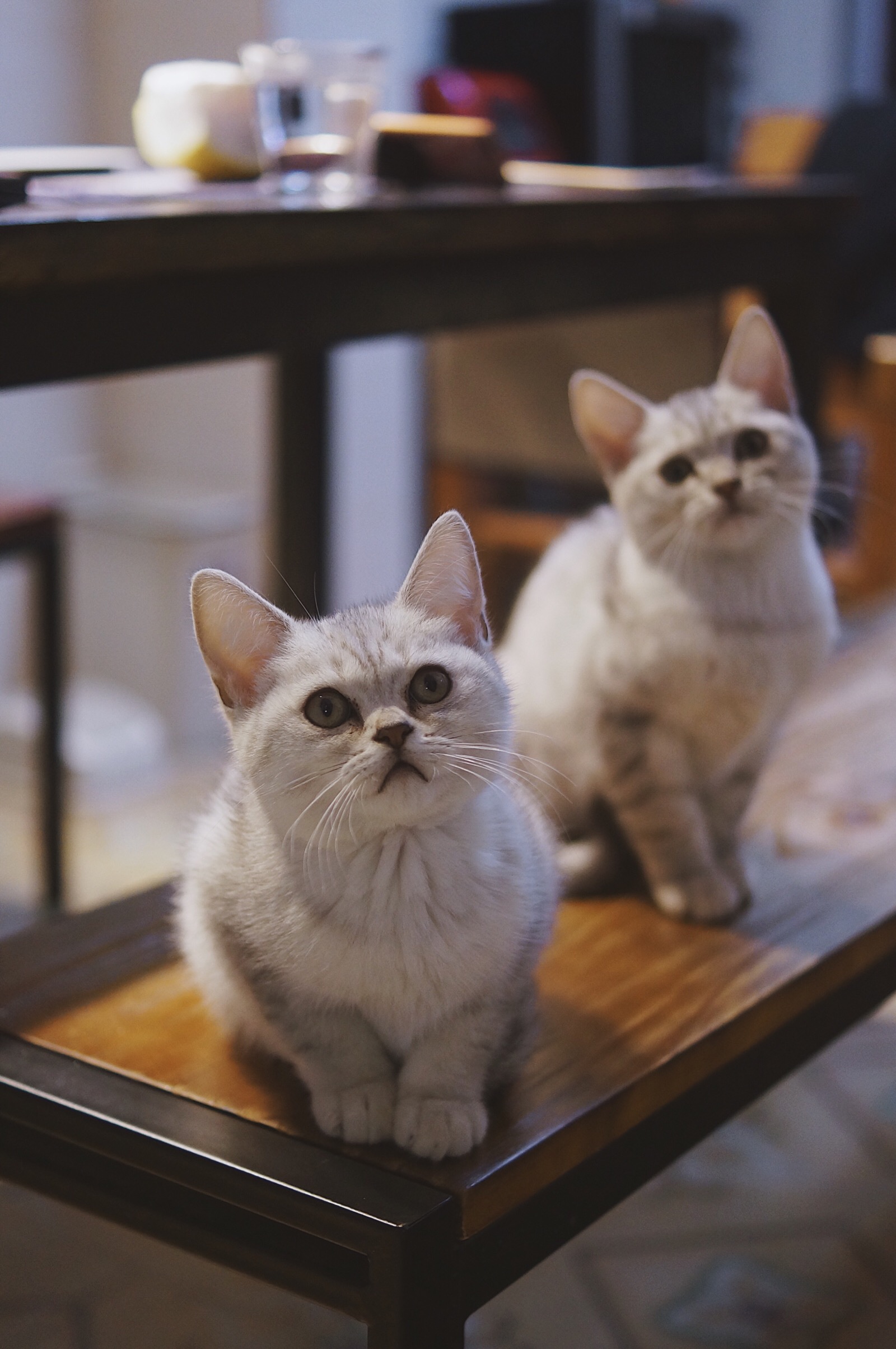 玩球球,猫的日常娱乐