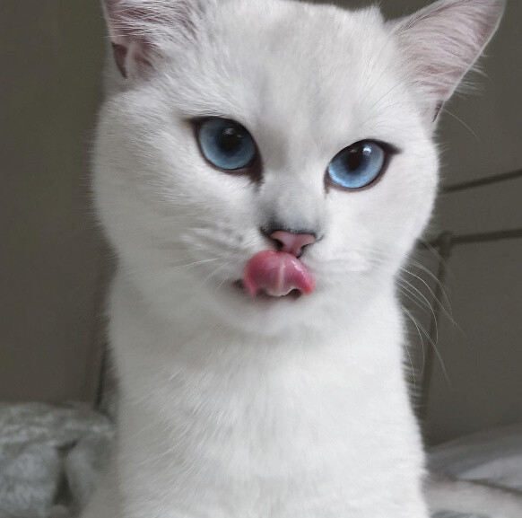 一只天生有一双蓝眼睛,还有一身白毛的猫咪,美翻了!图片