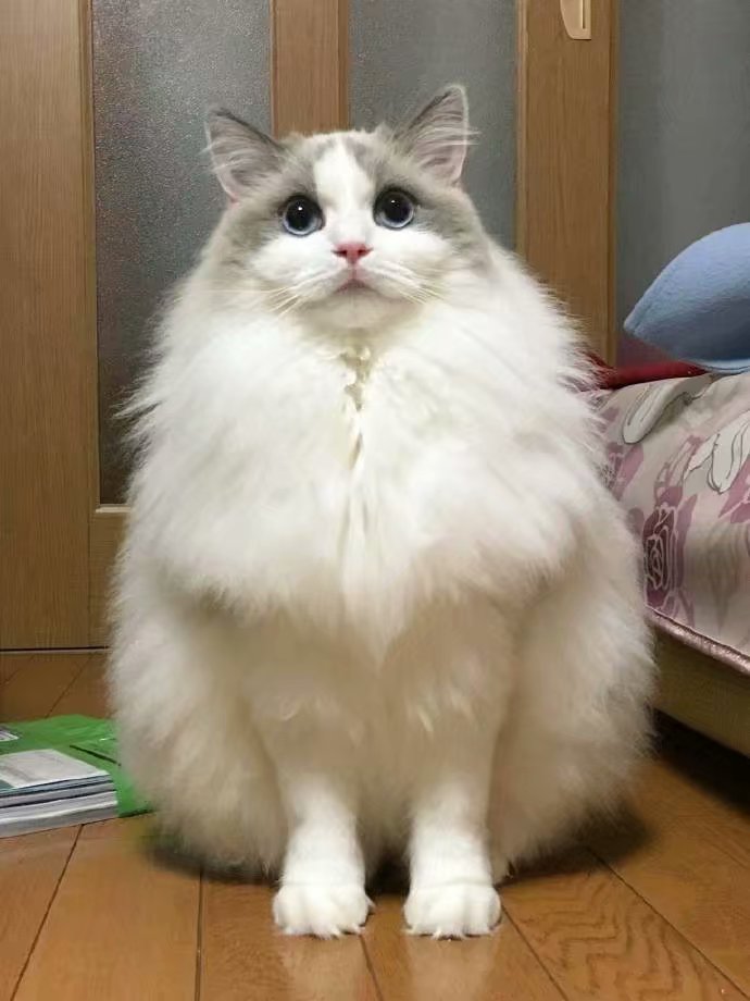 家里的布偶猫夏天和冬天的区别(twi: mashirommdifk )