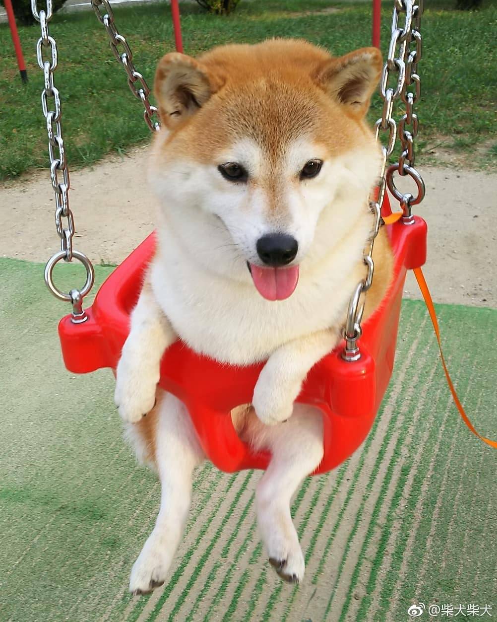柴犬