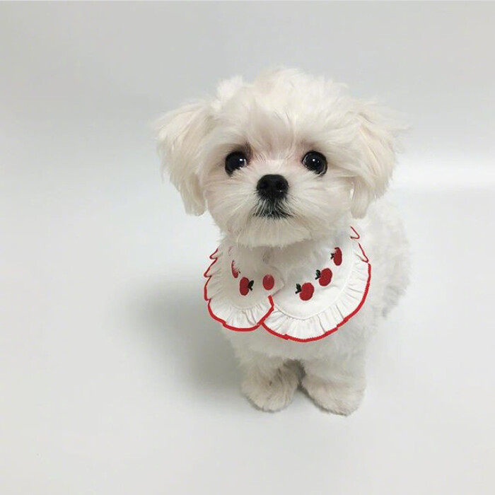 马尔济斯犬merry小可爱[给你小心心]