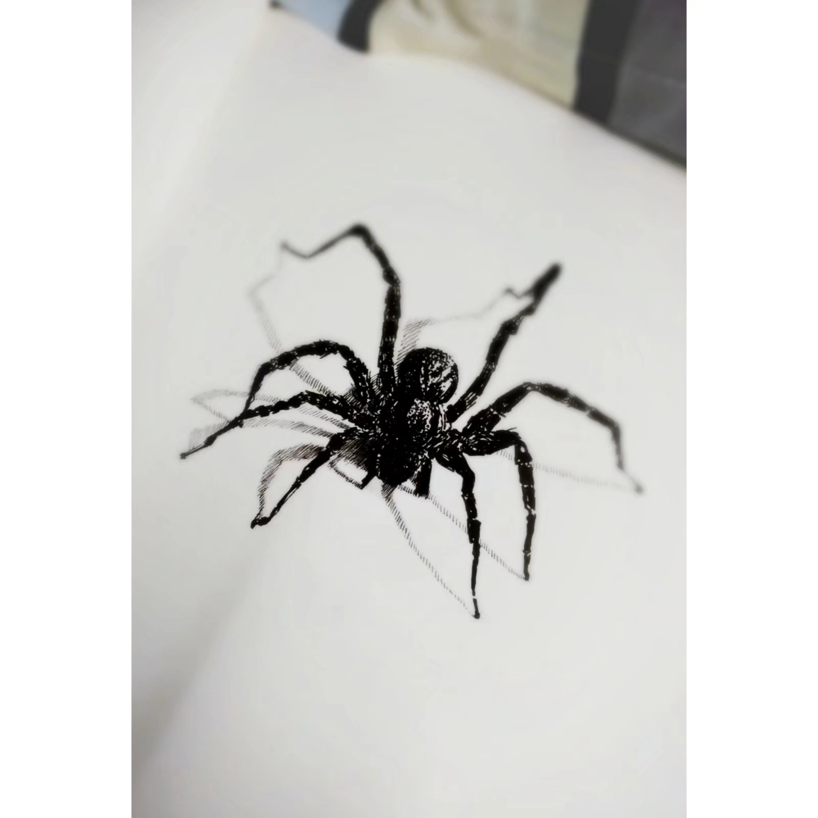 蜘蛛素描 简单图片