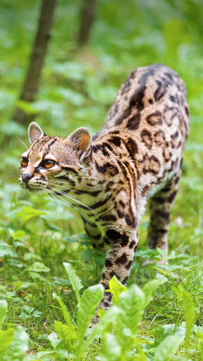 虎猫又名豹猫