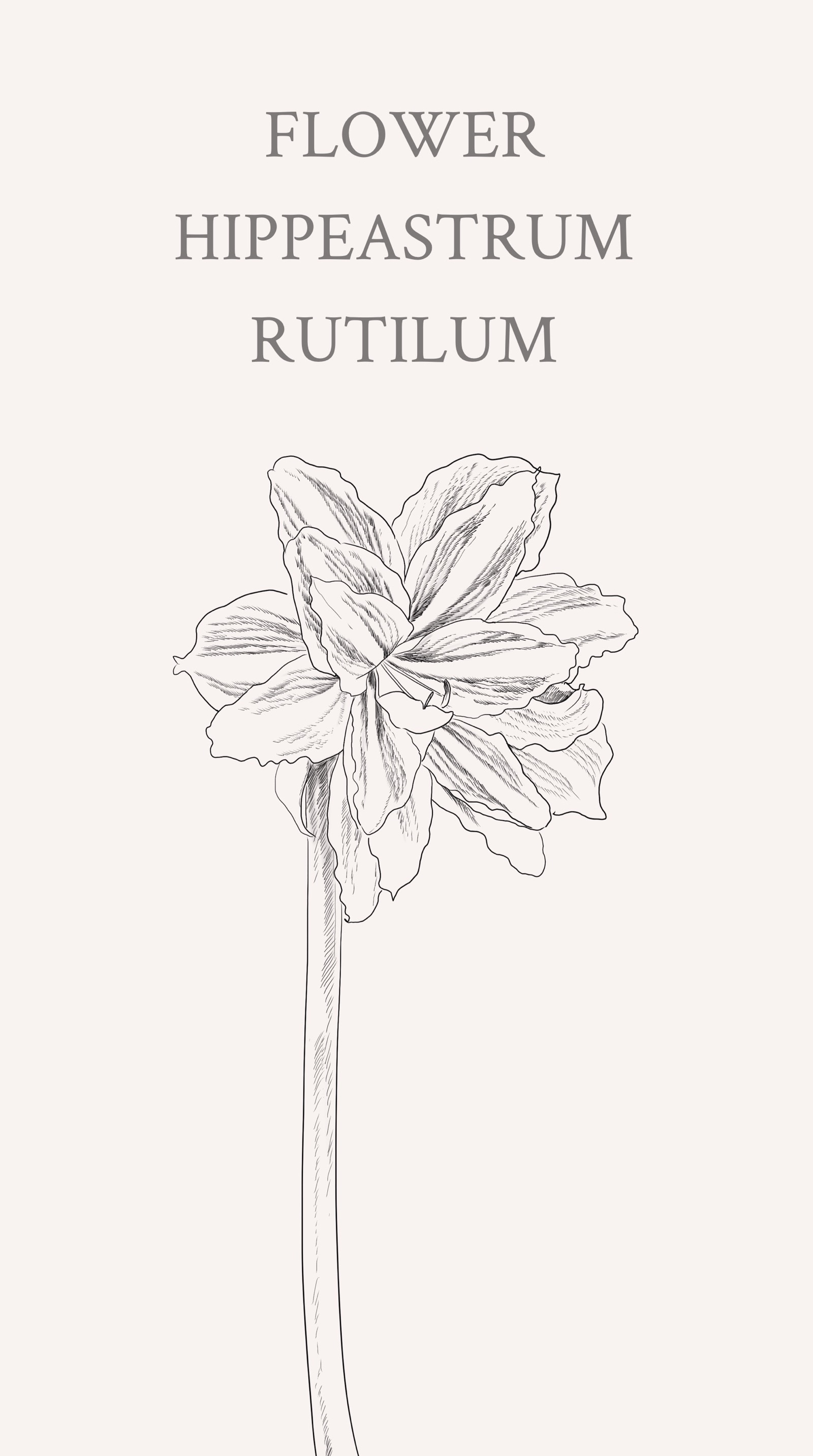 朱顶红(学名:hippeastrum rutilum)又名红花莲(海南植物志),华胄兰