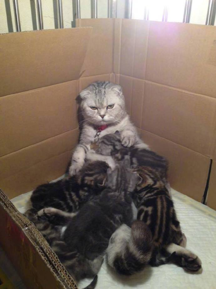 生了一窝猫崽子的喵妈,喂奶的时候一副生无可恋的样子!