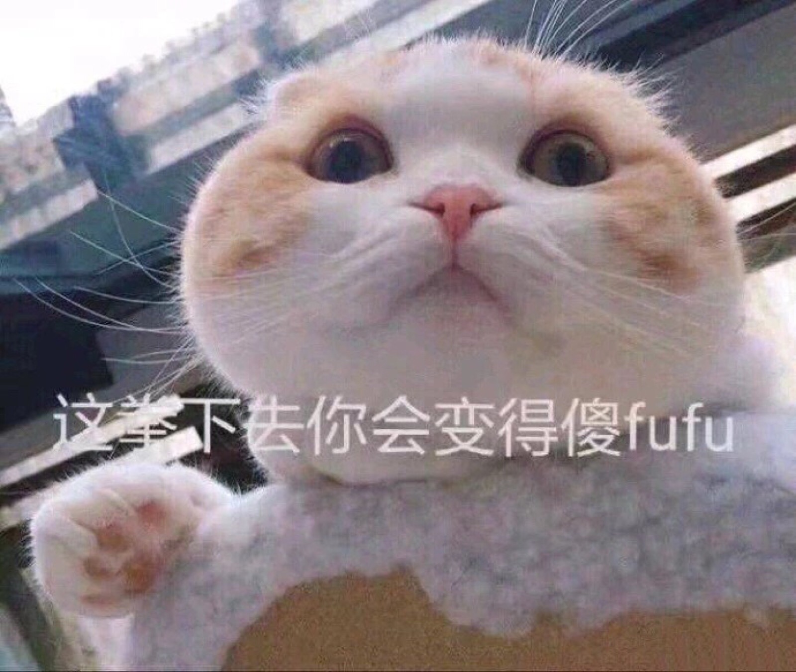 猫咪小表情包