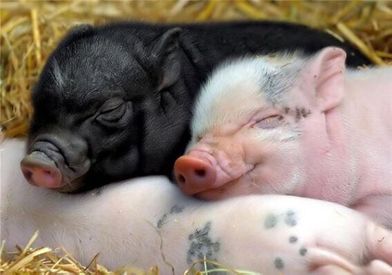 两只猪的亲密合照高清图片